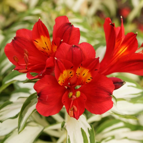 Image Credit: Anthony Tesselaar Plants Pty. Ltd.