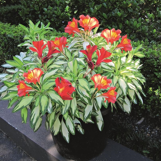 Image Credit: Anthony Tesselaar Plants Pty. Ltd.