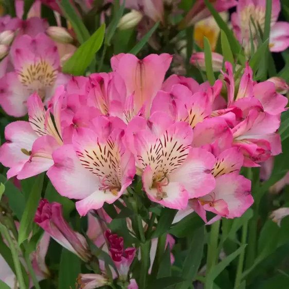 Alstroemeria 'Summer Break'