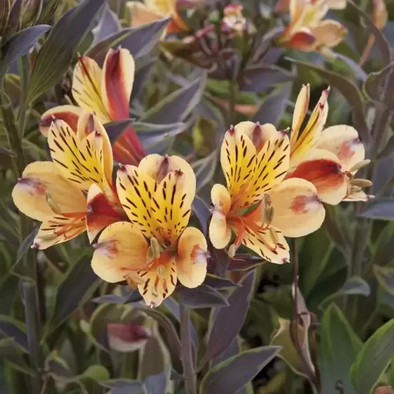 Alstroemeria 'Summer Breeze' 3L - image 2