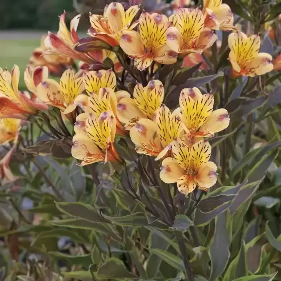 Alstroemeria 'Summer Breeze' 3L - image 3