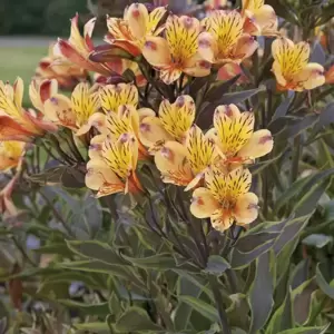 Alstroemeria 'Summer Breeze' 3L - image 3