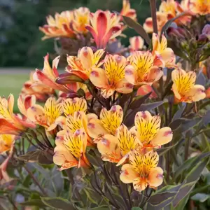 Alstroemeria 'Summer Breeze' 3L - image 4