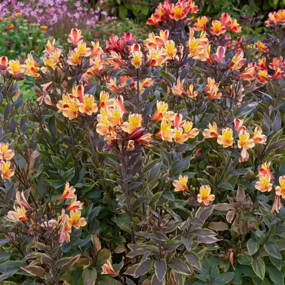 Alstroemeria 'Summer Breeze' 3L - image 5