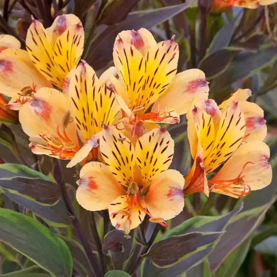 Alstroemeria 'Summer Breeze' 3L - image 1