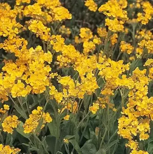 Alyssum montanum 'Berggold' 9cm