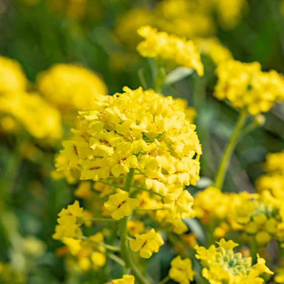Alyssum saxatile compactum 'Gold Ball'