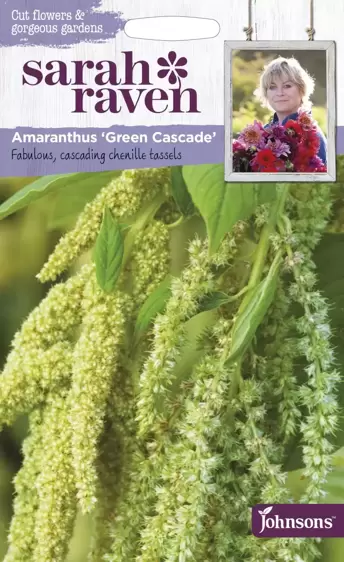 Amaranthus Green Cascade - image 1