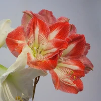Amaryllis