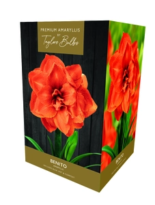Amaryllis Benito