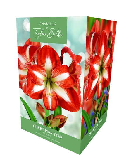 Amaryllis Christmas Star