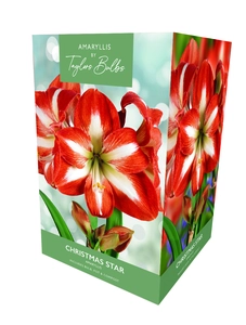 Amaryllis Christmas Star