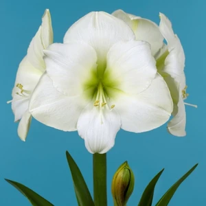 Amaryllis 'Denver' - image 2