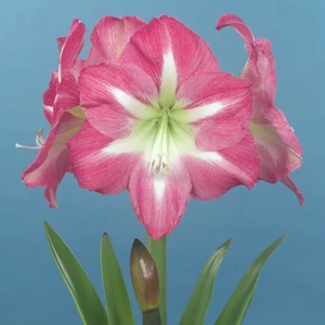 Amaryllis 'Exposure' - image 2