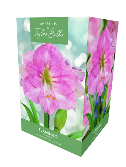 Amaryllis Flamingo