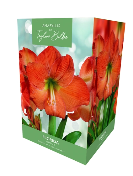 Amaryllis Florida