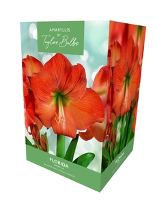 Amaryllis Florida