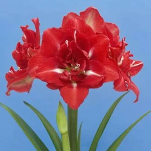 Amaryllis 'Happy Nymph' - image 2