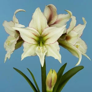 Amaryllis 'Magic Green' - image 2