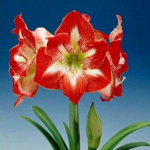 Amaryllis 'Minerva' - image 2