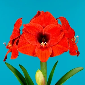 Amaryllis 'Olaf' - image 2