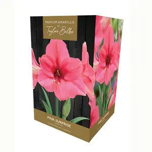 Amaryllis Pink Surprise