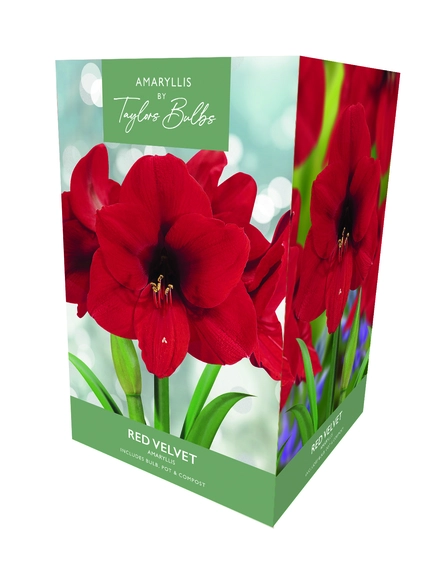 Amaryllis Red Velvet
