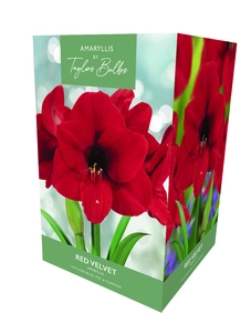 Amaryllis Red Velvet