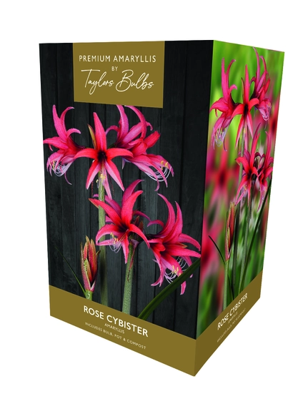 Amaryllis Rose Cybister