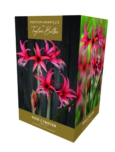 Amaryllis Rose Cybister