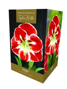 Amaryllis Samba