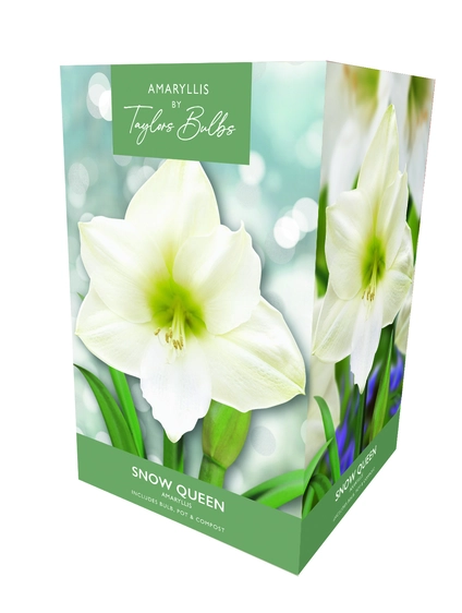 Amaryllis Snow Queen