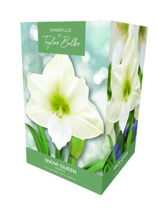 Amaryllis Snow Queen