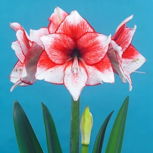 Amaryllis 'Stardust' - image 2