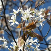 Amelanchier