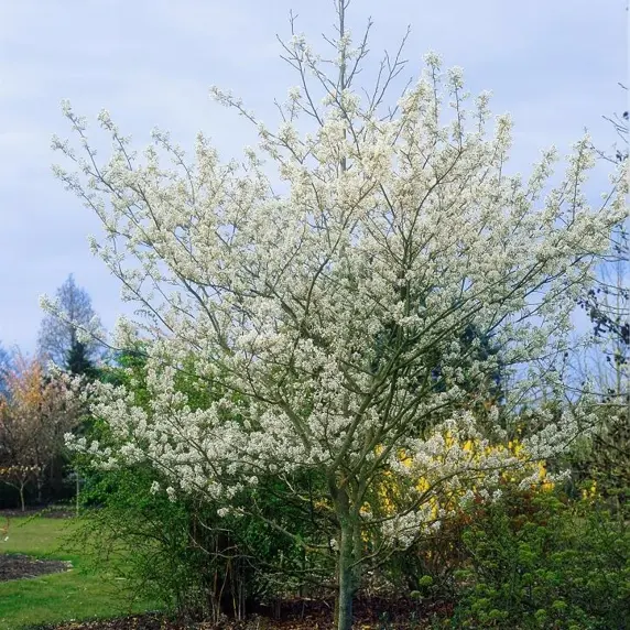 Picture - Minier Nurseries