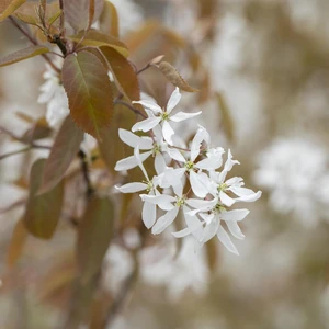 Amelanchier 'Ballerina' (Large)