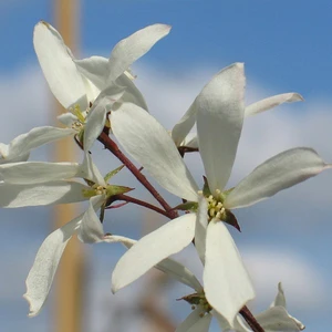 Picture Credit - Yorkshire Plants