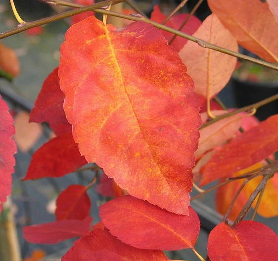 Picture Credit - Yorkshire Plants