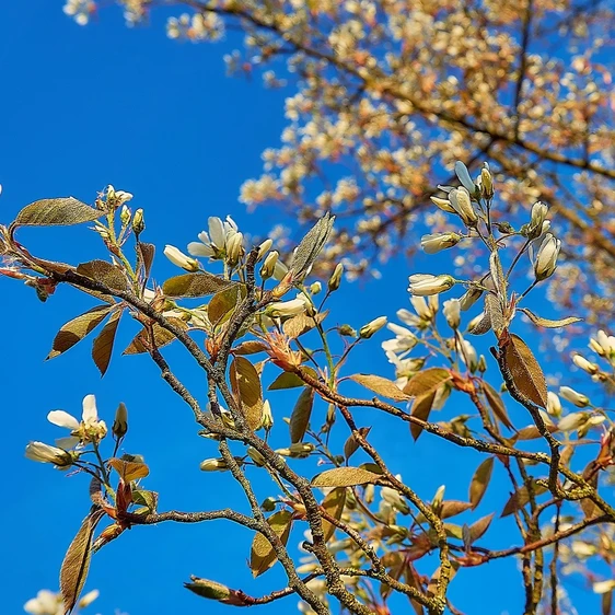 Amelanchier lamarckii 12L - image 2