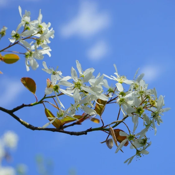 Amelanchier lamarckii 12L - image 1