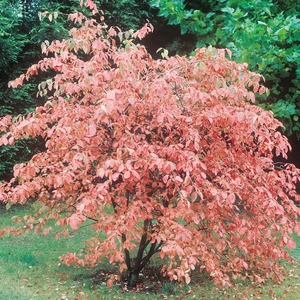 Amelanchier lamarckii 12L - image 1