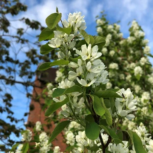 Amelanchier alnifolia 'Obelisk' 3L