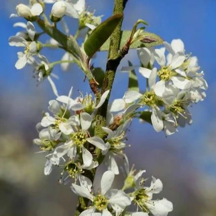 Image Credit: © Hortival Diffusion - Minier