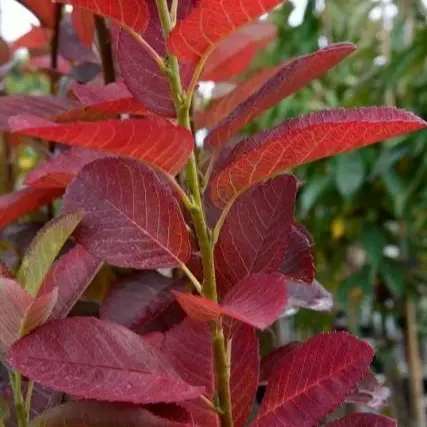 Picture - Minier Nurseries