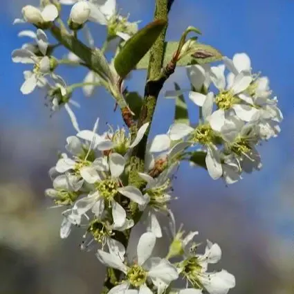 Image Credit: © Hortival Diffusion - Minier