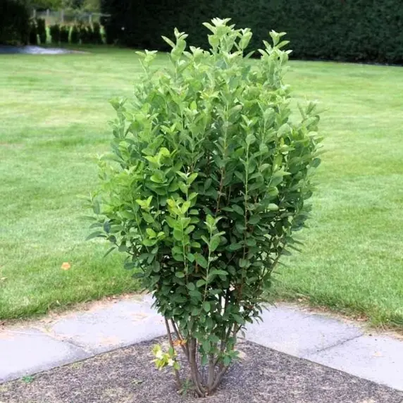 Amelanchier canadensis 'Rainbow Pillar' 11L - image 2