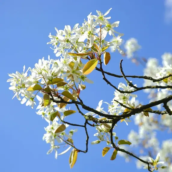 Amelanchier canadensis 'Rainbow Pillar' 12L