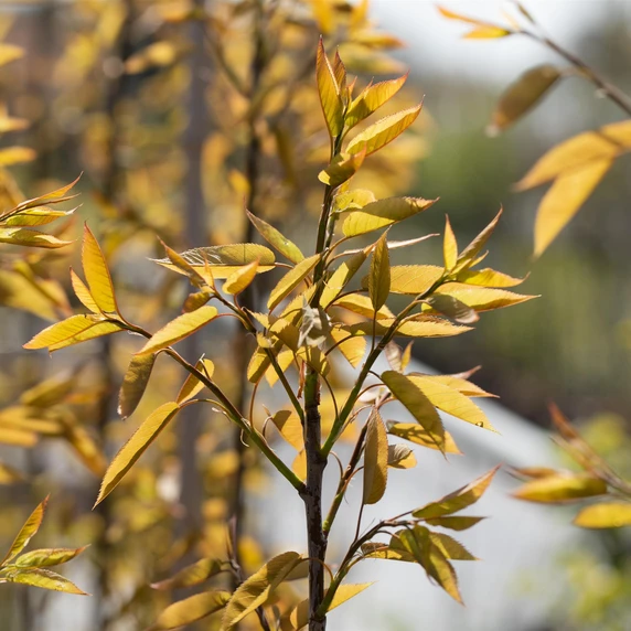 Amelanchier x grandiflora 'Robin Hill' 12L - image 2