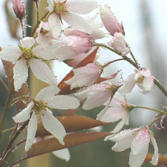 Picture credit - Yorkshire Plants